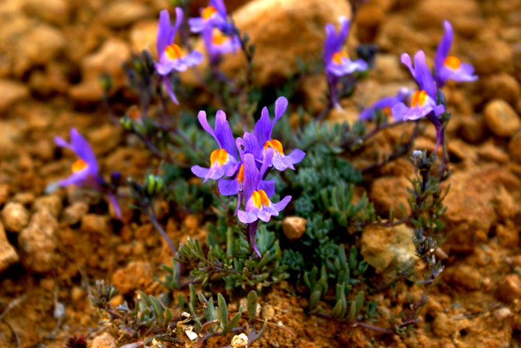 Linaria alpina / Linaria alpina